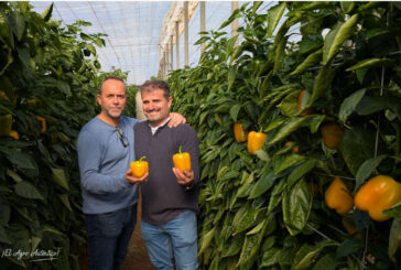 El nuevo amarillo para tardío de HM.Clause es el pimiento Sulis