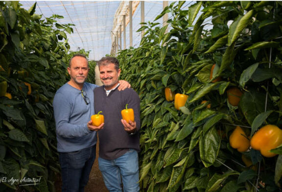 El nuevo amarillo para tardío de HM.Clause es el pimiento Sulis