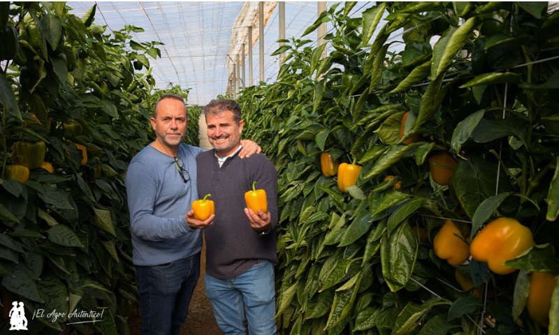 El nuevo amarillo para tardío de HM.Clause es el pimiento Sulis