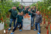 KWS enseña en Almería su primera variedad comercial de tomate