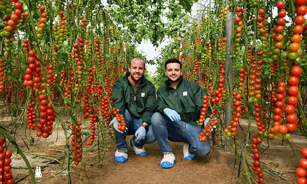 KWS enseña en Almería su primera variedad comercial de tomate 6