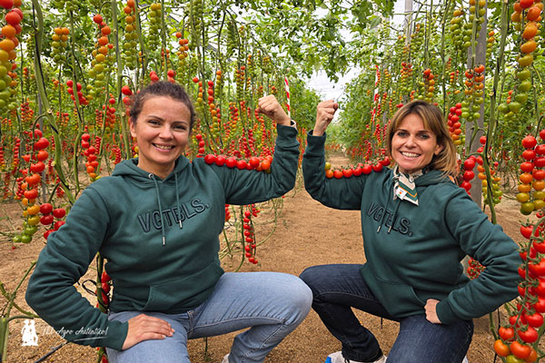 KWS enseña en Almería su primera variedad comercial de tomate 2