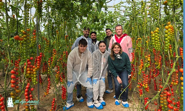 KWS enseña en Almería su primera variedad comercial de tomate 20