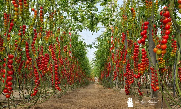 KWS enseña en Almería su primera variedad comercial de tomate 20
