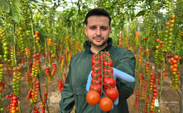 KWS enseña en Almería su primera variedad comercial de tomate 17