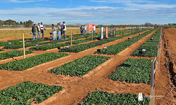 KWS redefine la forma de hablar de espinaca en su primera Leafy PopUp en Murcia 2
