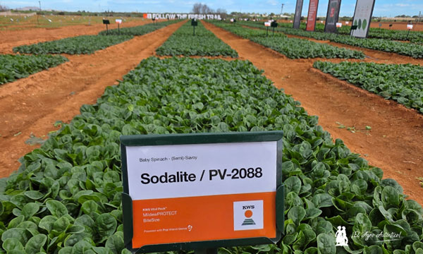 Lorena Sánchez, Account Manager de Espinaca de KWS Vegetables