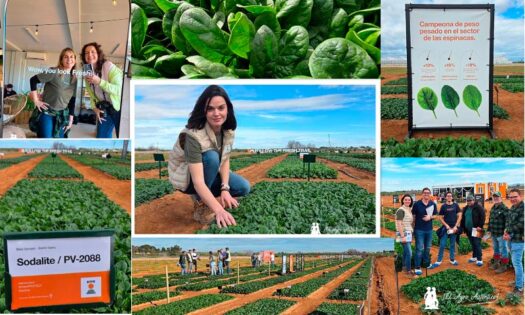 KWS redefine la forma de hablar de espinaca en su primera Leafy PopUp en Murcia 1