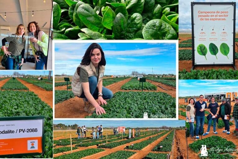 KWS redefine la forma de hablar de espinaca en su primera Leafy PopUp en Murcia