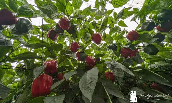 Las copas del pimiento Mortero / agroautentico.com