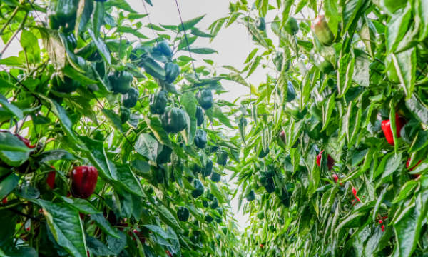 Las copas o terminaciones del nuevo pimiento tardío Vigilante / agroautentico.com