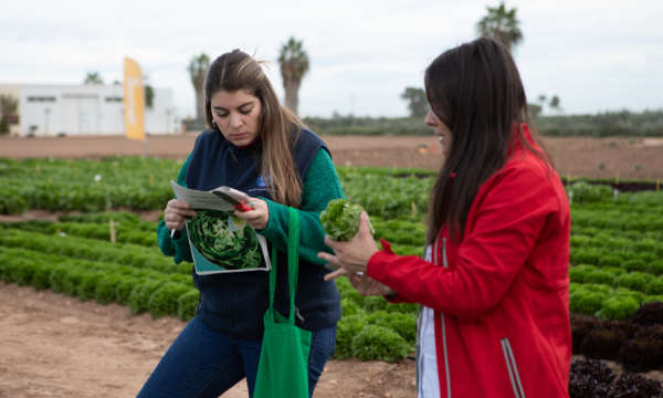Las mini demos de lechuga de BASF Nunhems / agroautentico.com