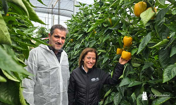 Arquimedes Las nuevas variedades de pimiento california de Vilmorin Mikado responden en su final de ciclo