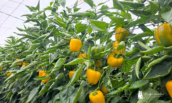 Arquimedes Las nuevas variedades de california de Vilmorin Mikado responden en su final de ciclo