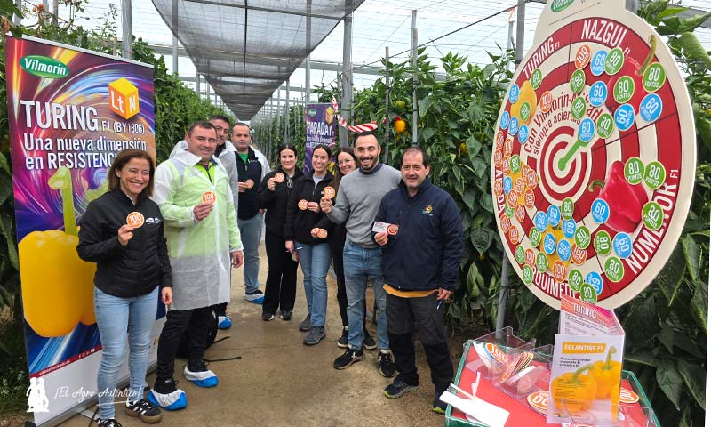 Las nuevas variedades de pimiento california de Vilmorin Mikado responden en su final de ciclo