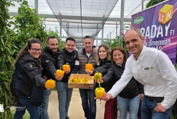 Las nuevas variedades de california de Vilmorin Mikado responden en su final de ciclo