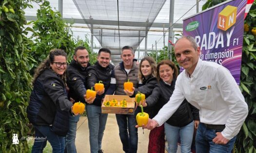 Nuevas variedades de pimiento de Vilmorin