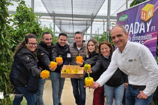 Las nuevas variedades de california de Vilmorin Mikado responden en su final de ciclo