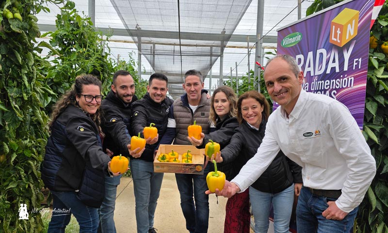 Las nuevas variedades de california de Vilmorin Mikado responden en su final de ciclo