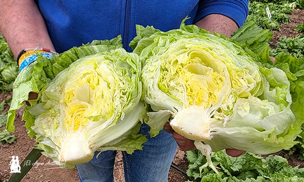 Syngenta adelanta la próxima generación de hoja y brásicas en Demo Days Salads 2026