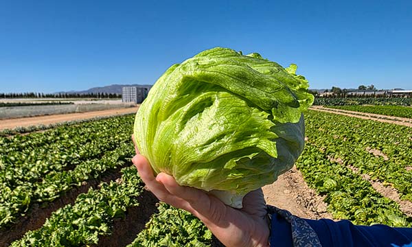 Lechugas iceberg de Bejo
