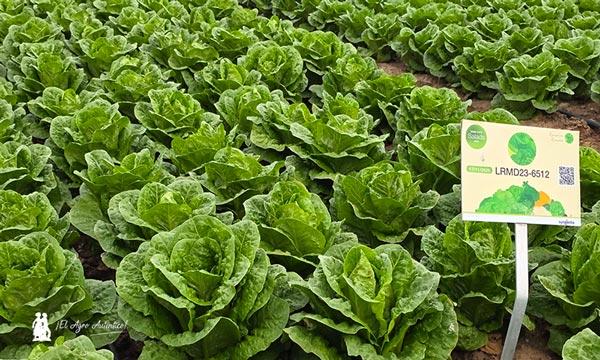 Syngenta adelanta la próxima generación de hoja y brásicas en Demo Days Salads 2026 14