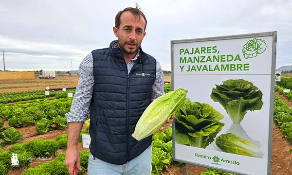 Lechuga romana de Ramiro Arnedo