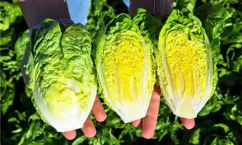 Bejo vuelve a abrir su finca El Aljibe, esta vez en marzo