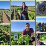 Los Discovery Days de Gautier en Cartagena dan respuesta a los desafíos de la lechuga