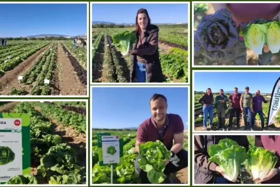 Los Discovery Days de Gautier en Cartagena dan respuesta a los desafíos de la lechuga