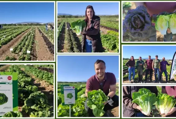 Los Discovery Days de Gautier en Cartagena dan respuesta a los desafíos de la lechuga