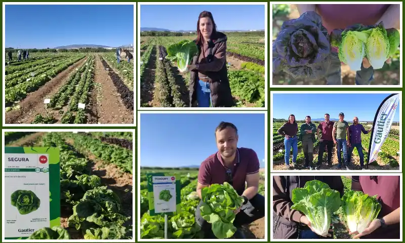 Los Discovery Days de Gautier en Cartagena dan respuesta a los desafíos de la lechuga