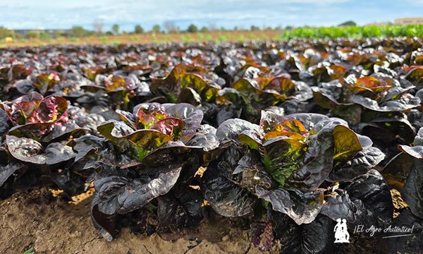 Syngenta adelanta la próxima generación de hoja y brásicas en Demo Days Salads 2026 7