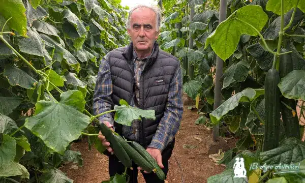 Luis Ruiz con la nueva variedad de pepino de Hazera / agroautentico.com