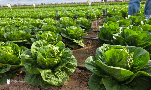 Syngenta adelanta la próxima generación de hoja y brásicas en Demo Days Salads 2026