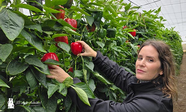Nazgul- Las nuevas variedades de california de Vilmorin Mikado responden en su final de ciclo