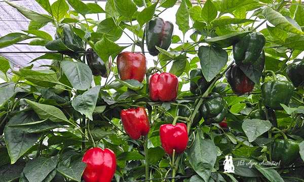 Nazgul Las nuevas variedades de pimiento california de Vilmorin Mikado responden en su final de ciclo