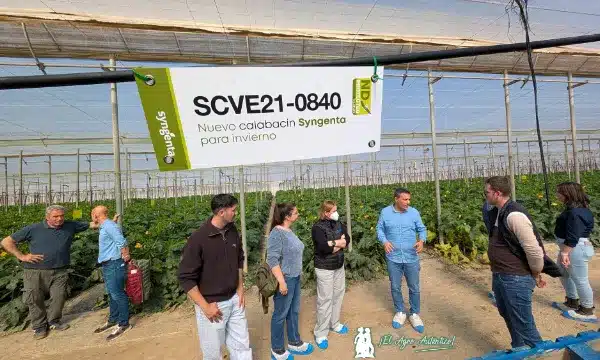 Nuevo calabacín SCVE21-0840 para invierno de Syngenta / agroautentico.com