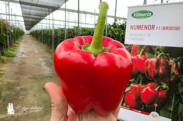 Numenor Las nuevas variedades de california de Vilmorin Mikado responden en su final de ciclo