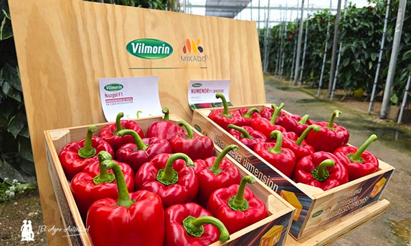 Las nuevas variedades de california de Vilmorin Mikado responden en su final de ciclo- Numenor y Nazgul