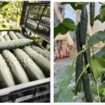 Pepino francés Sintra de Bejo