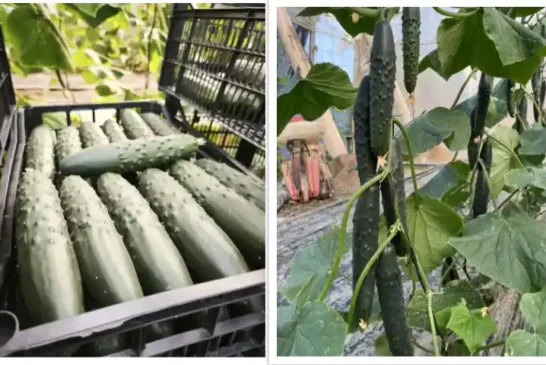 Sintra, el primer pepino francés con resistencia a CABYV