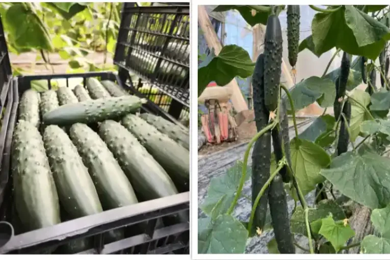 Sintra, el primer pepino francés con resistencia a CABYV