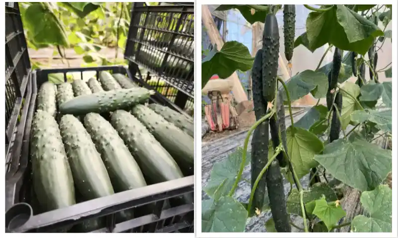 Sintra, el primer pepino francés con resistencia a CABYV