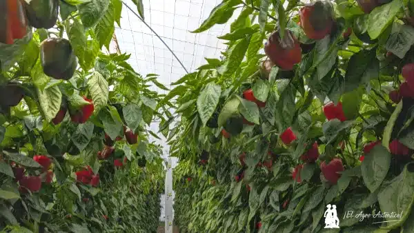 Pimientos californias rojos de Sur Seeds / agroautentico.com