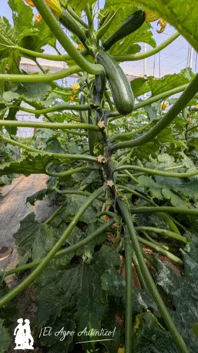 Planta erecta y abierta de calabacín que muestra numerosos cortes / agroautentico.com