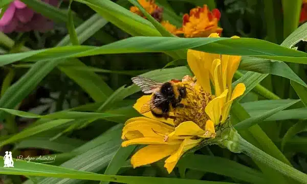 Polinización con abejorros / agroautentico.com