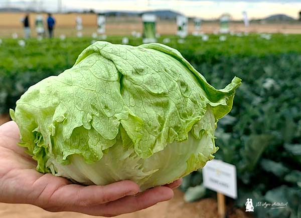 Ramiro Arnedo celebra la Lettuce Week en su nueva finca