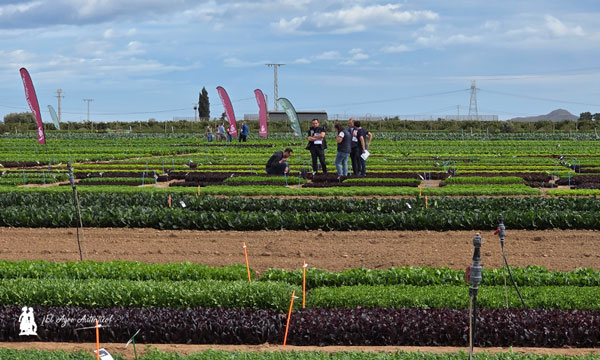 Innovación en Brásicas kl