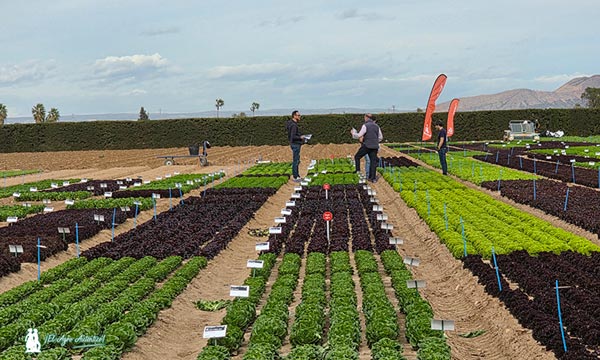 Rijk Zwaan lidera la respuesta a los grandes retos del mercado agroalimentario en el Winter Open Field Days 2026 3 bbb